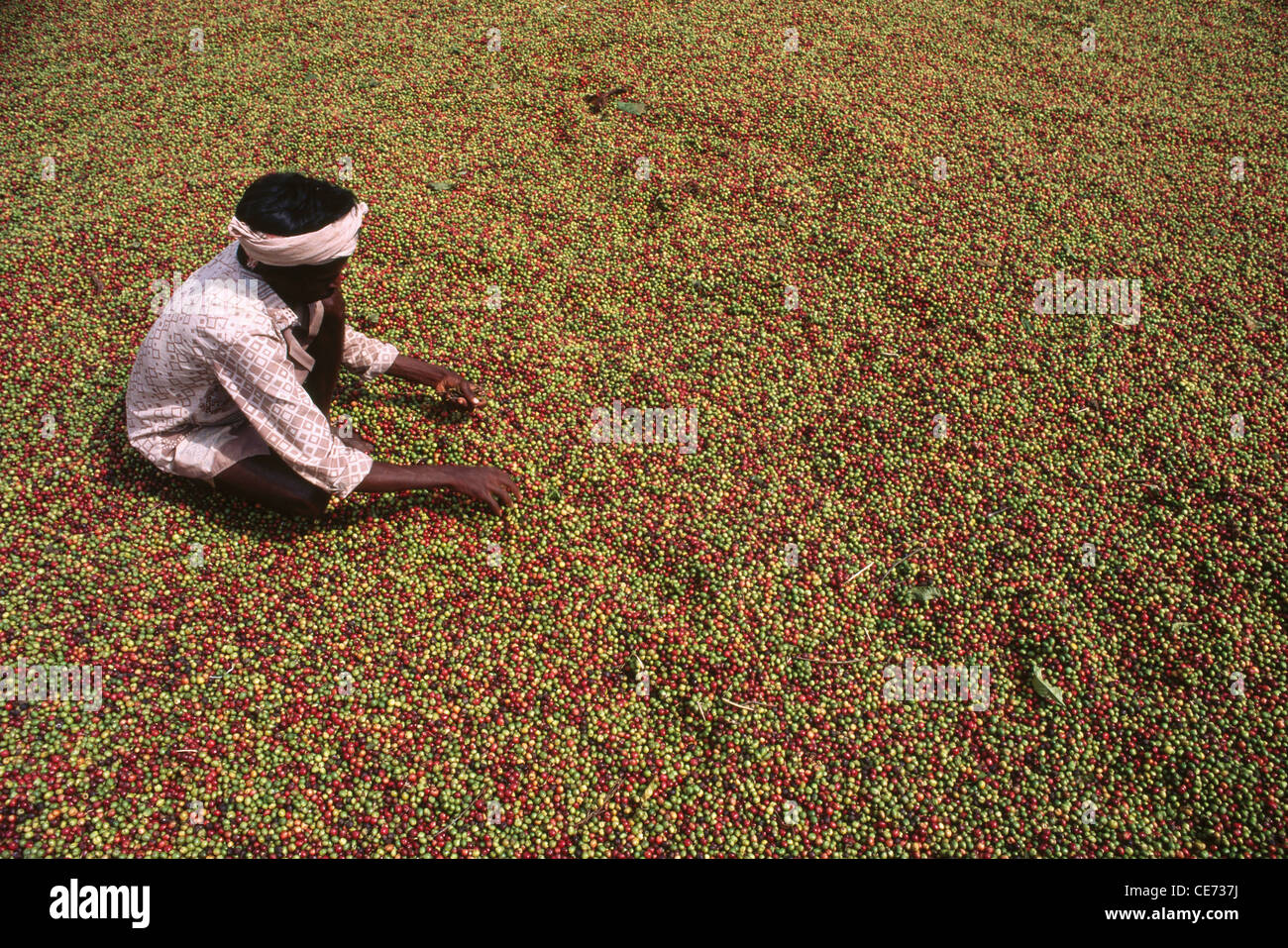 MAA 81908: Inder Trocknung Kaffeebohnen Kerala Indien Stockfoto