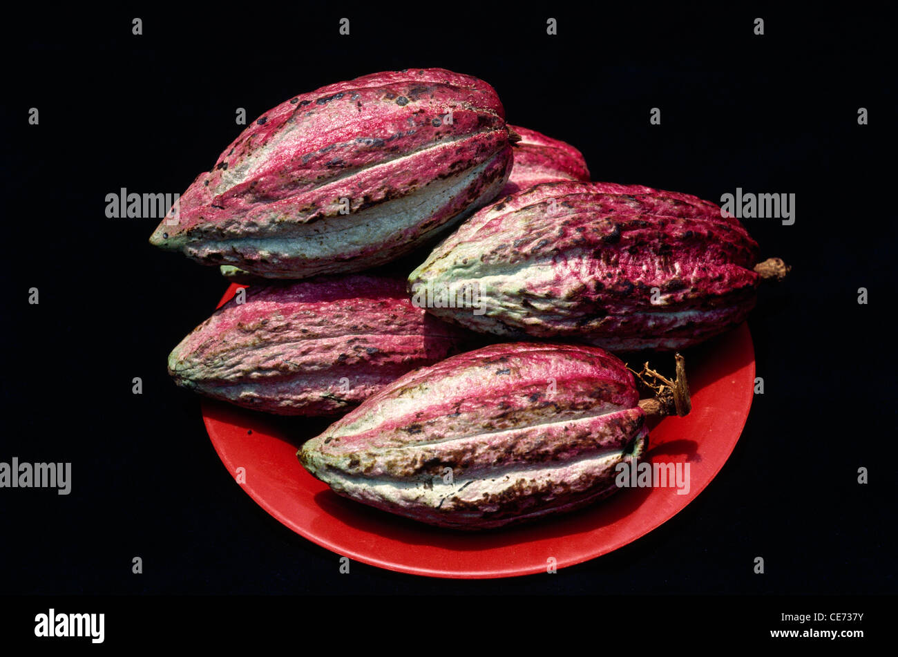 Kakaobohnensamen von Kakaobaum; kerala; indien; asien Stockfoto