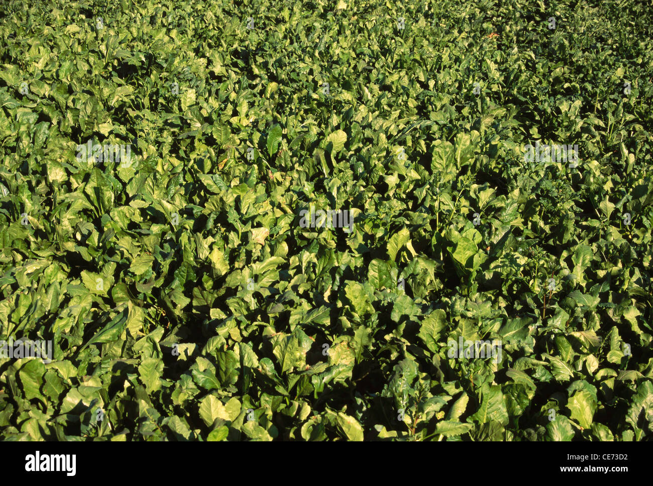 Grunes Gemuse Palak Pflanze Spinat Feld Urli Kanchan Pune Maharashtra Indien Asien Stockfotografie Alamy