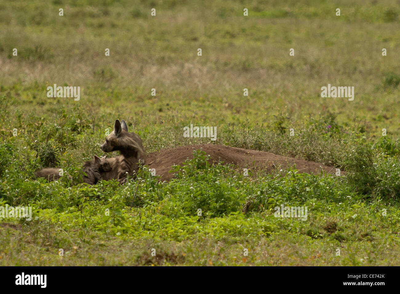 Mutter und junge gestreiften Hyäne von Höhle im Tageslicht. Tansania, Serengeti Stockfoto
