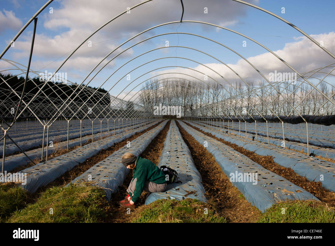 Eine einsame Frau ersetzt Boot nach Blister Inspektion bei Spaziergang durch ein Landwirt Winter Folientunnel, leer von Kulturpflanzen. Stockfoto