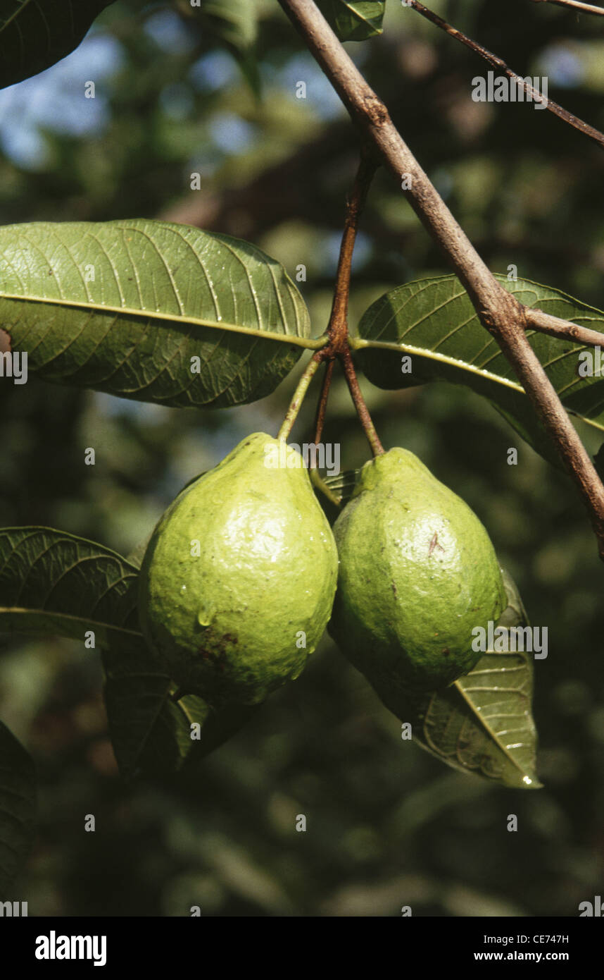 Obst Guava Baum; Pssidium Guajava; indien; asien Stockfoto