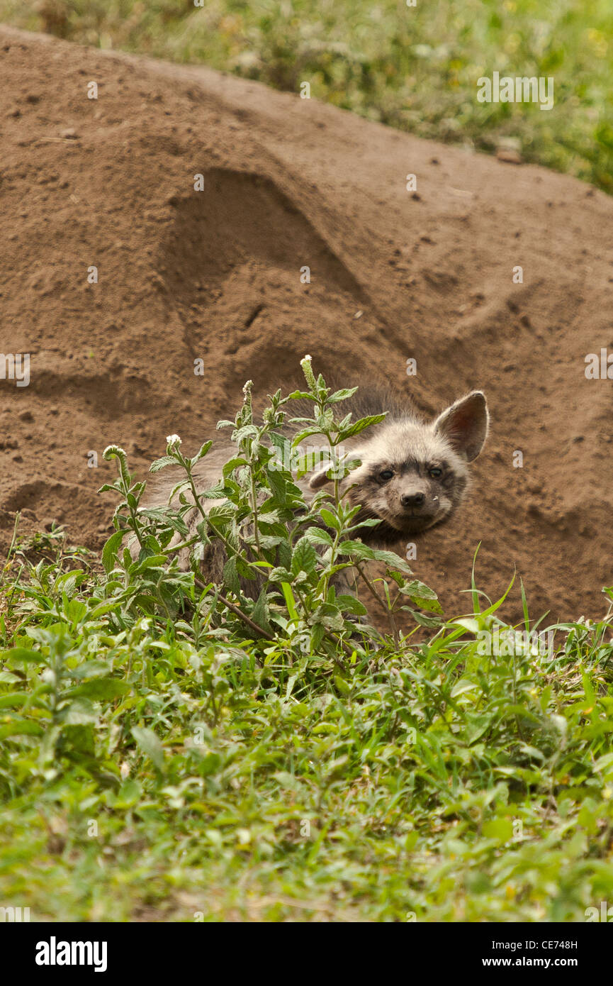 Eine gestreifte Hyäne Cub von seiner Höhle, Tansania, Serengeti Stockfoto