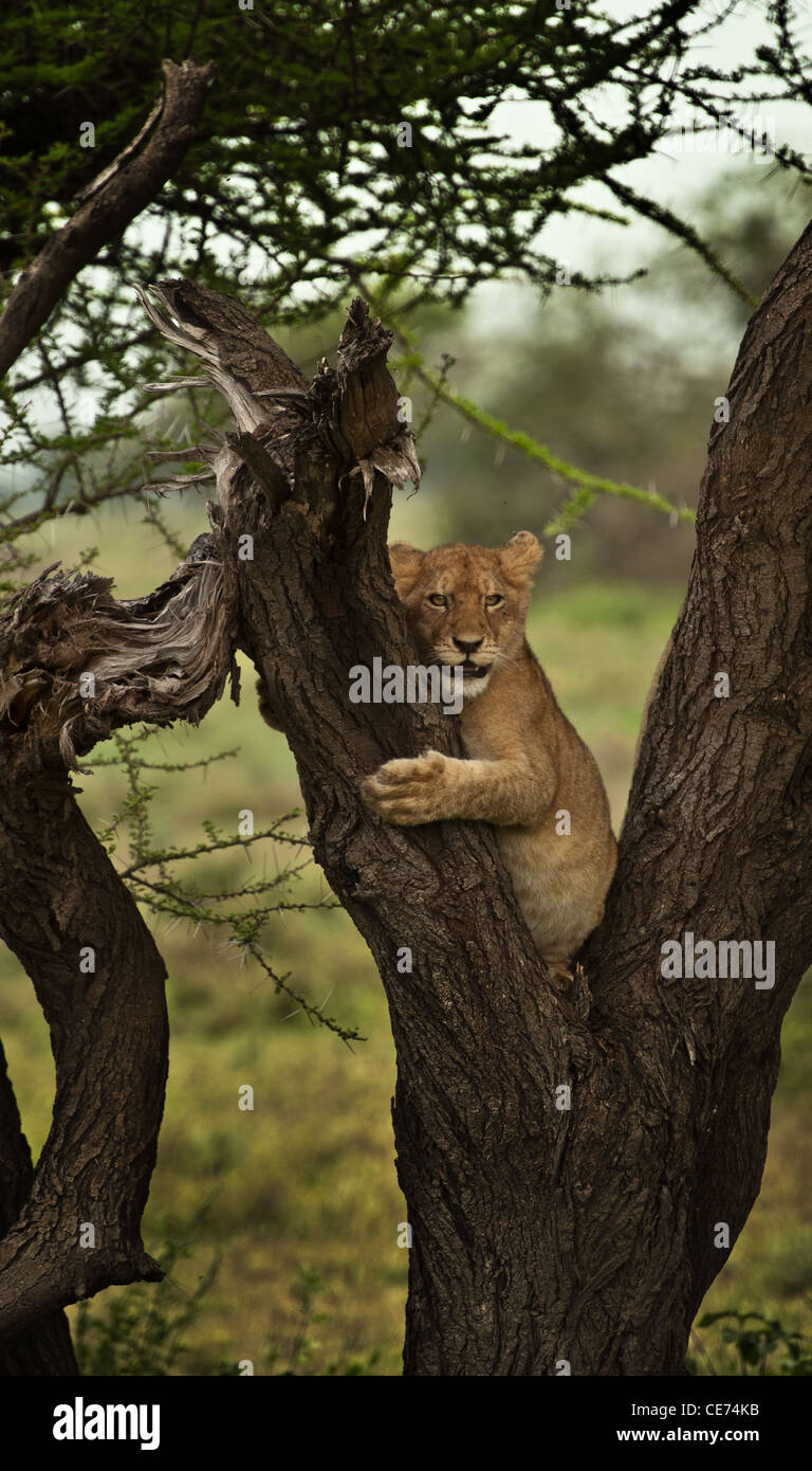 Junger Löwe Cub auf Acacia Baumstamm festhalten Stockfoto