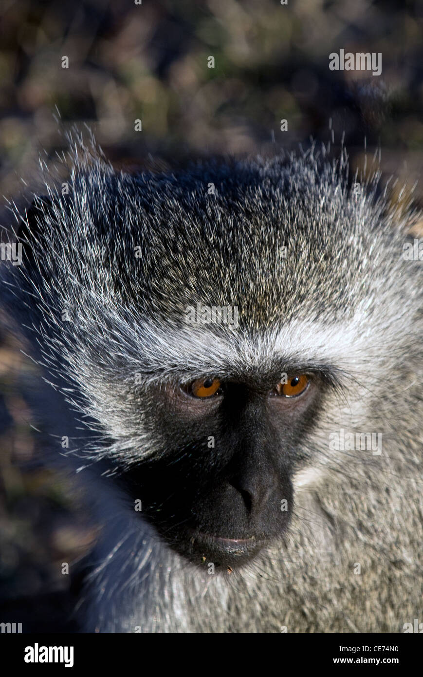 Vervet Affen, grüne Aethiops, Südafrika Stockfoto
