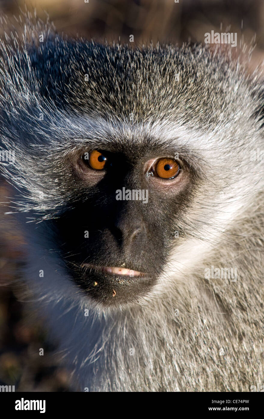 Vervet Affen, grüne Aethiops, Mpumalanga, Limpopo, Südafrika Stockfoto