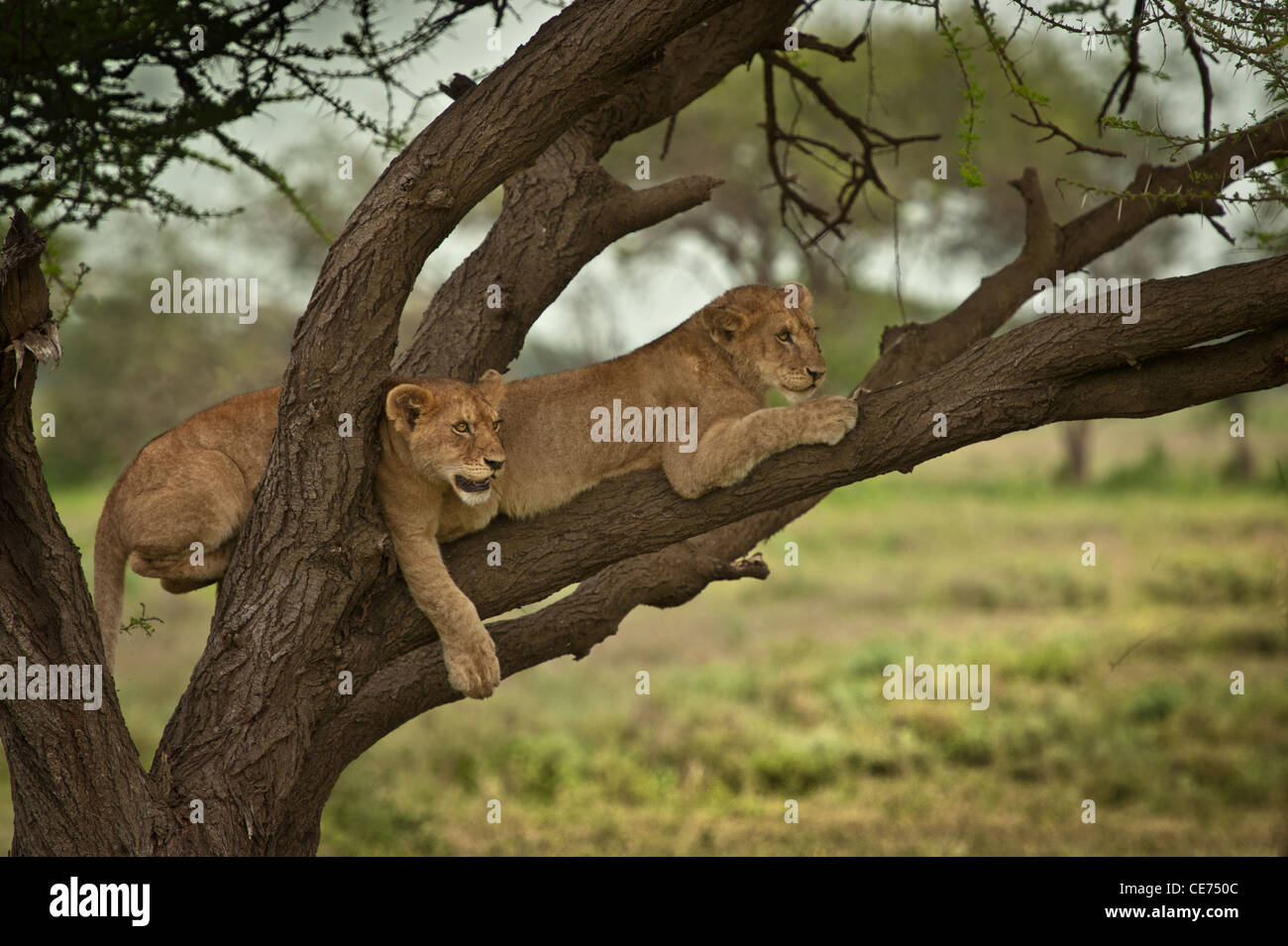 Zwei junge Löwenbabys auf Acacia Tree branch Stockfoto