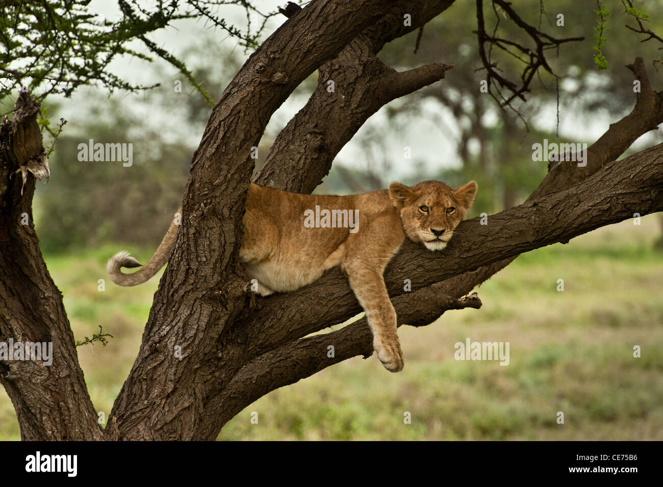 Junger Löwe Faulenzen in Akazie, Blick in die Kamera Stockfoto