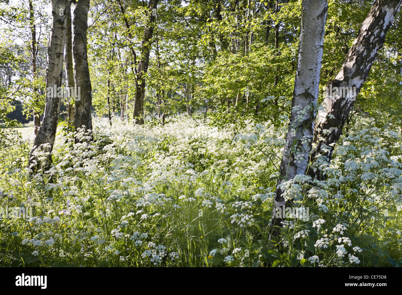 Birken Sie-Bäume und weiße Kuh Petersilie oder Anthriscus Sylvestris im Frühjahr in der Abendsonne Stockfoto