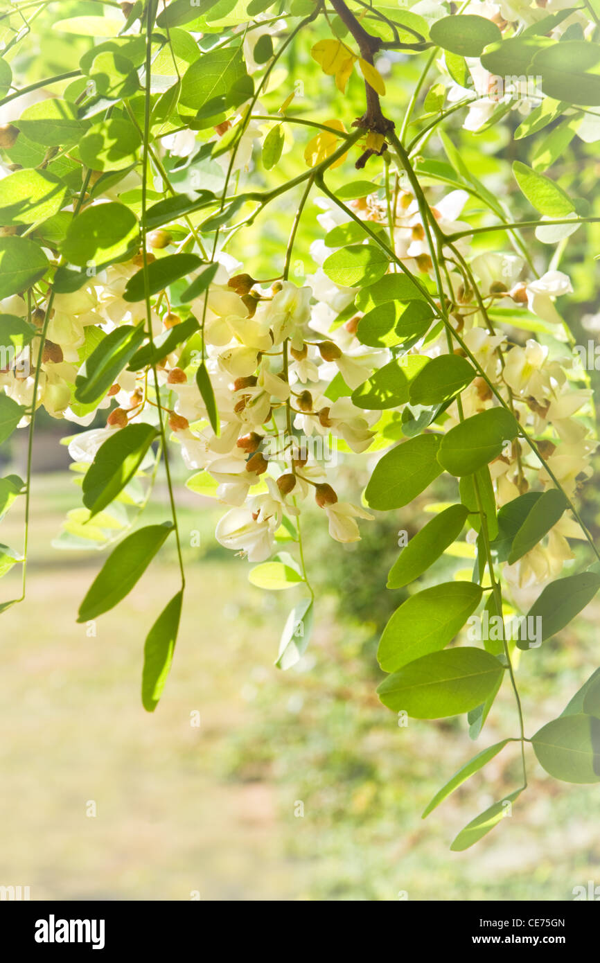 Weiße Blumen und frische Blätter in der Sonne auf Robinie Baum im Frühjahr Stockfoto