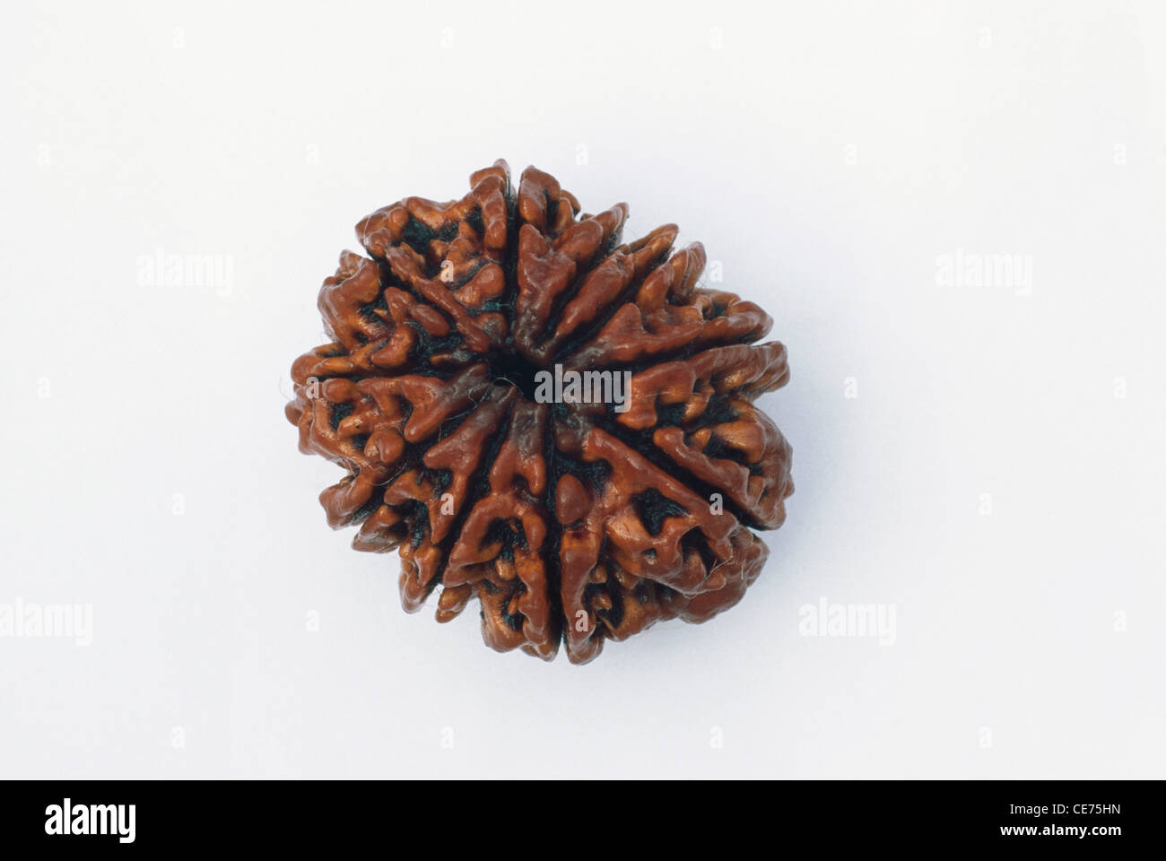 MAA 84649: 10 zehn Gesicht Mukhi indische Rupien Rudraksha Preis 1800 botanisch Elaeocarpus Ganitrus Roxb Englisch Utrasum Indien Stockfoto