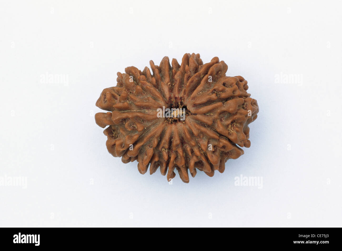 MAA 84652: 13 dreizehn Gesichter Mukhi indische Rudraksha Price indische Rupien 1800 botanisch Elaeocarpus Ganitrus Roxb Stockfoto