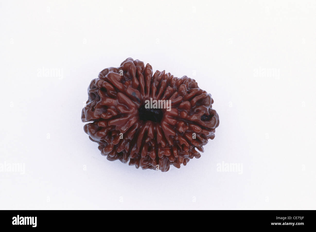 MAA 84654: 16 sechzehn Gesichter Mukhi indische Rudraksha botanisch Elaeocarpus Ganitrus Roxb englische Utrasum Indien Stockfoto