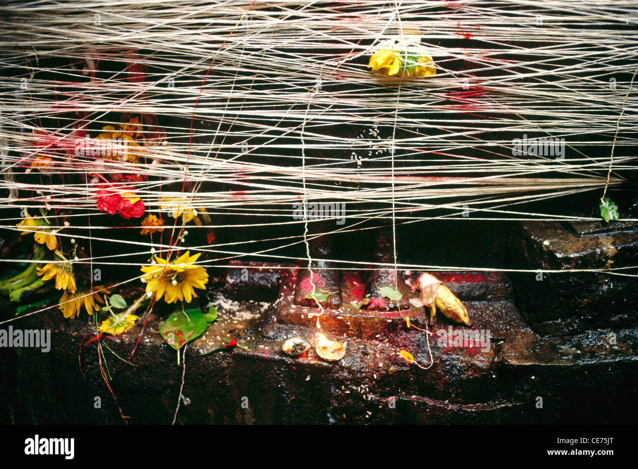 RVA 83073: Heilige Faden um den Baum in der Feier der Mehrwertsteuer Poornima Indianerfest Indien Stockfoto