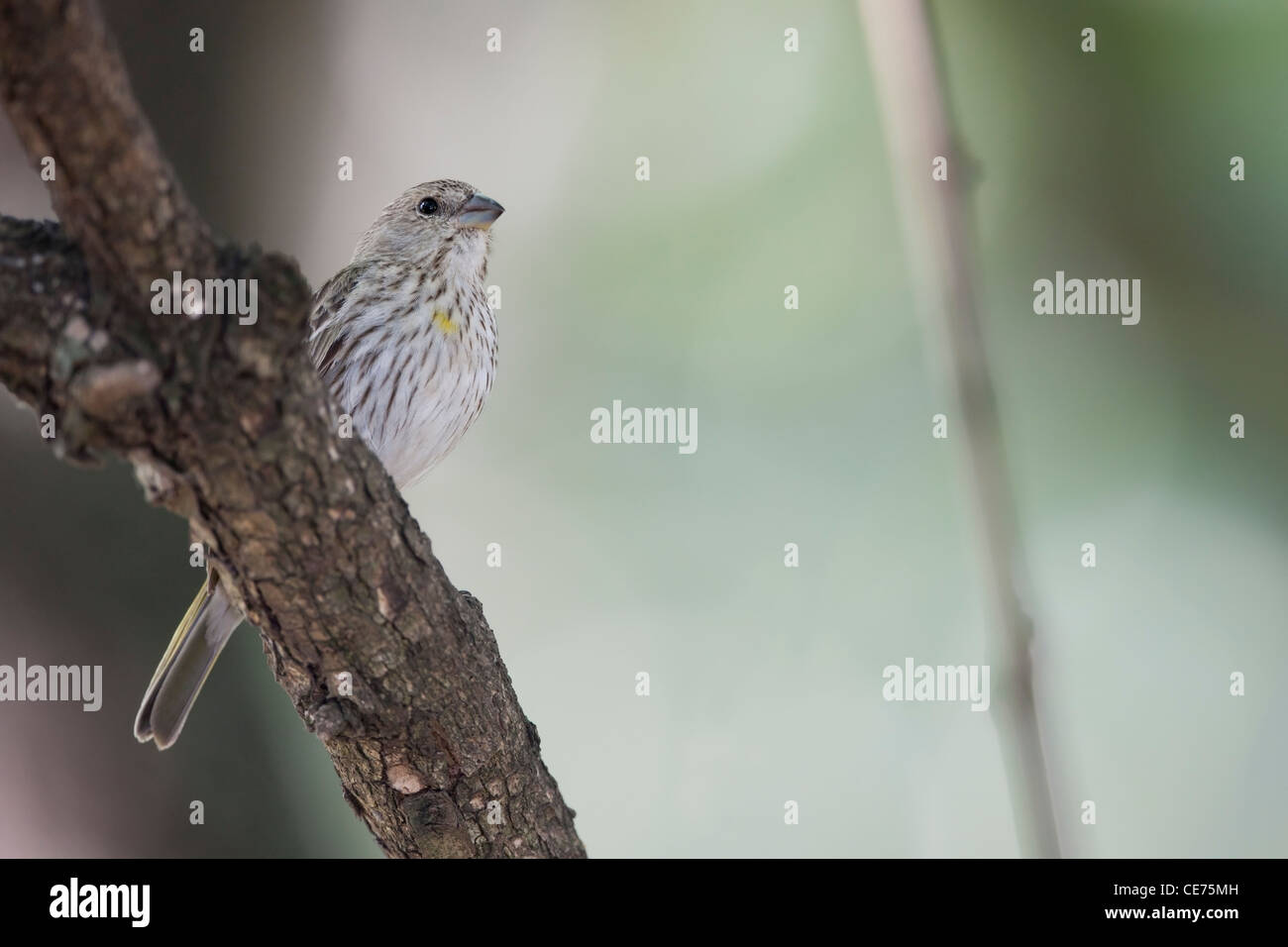 Safran Fink (Sicalis Flaveola Pelzelni), Pelzens Unterarten Stockfoto