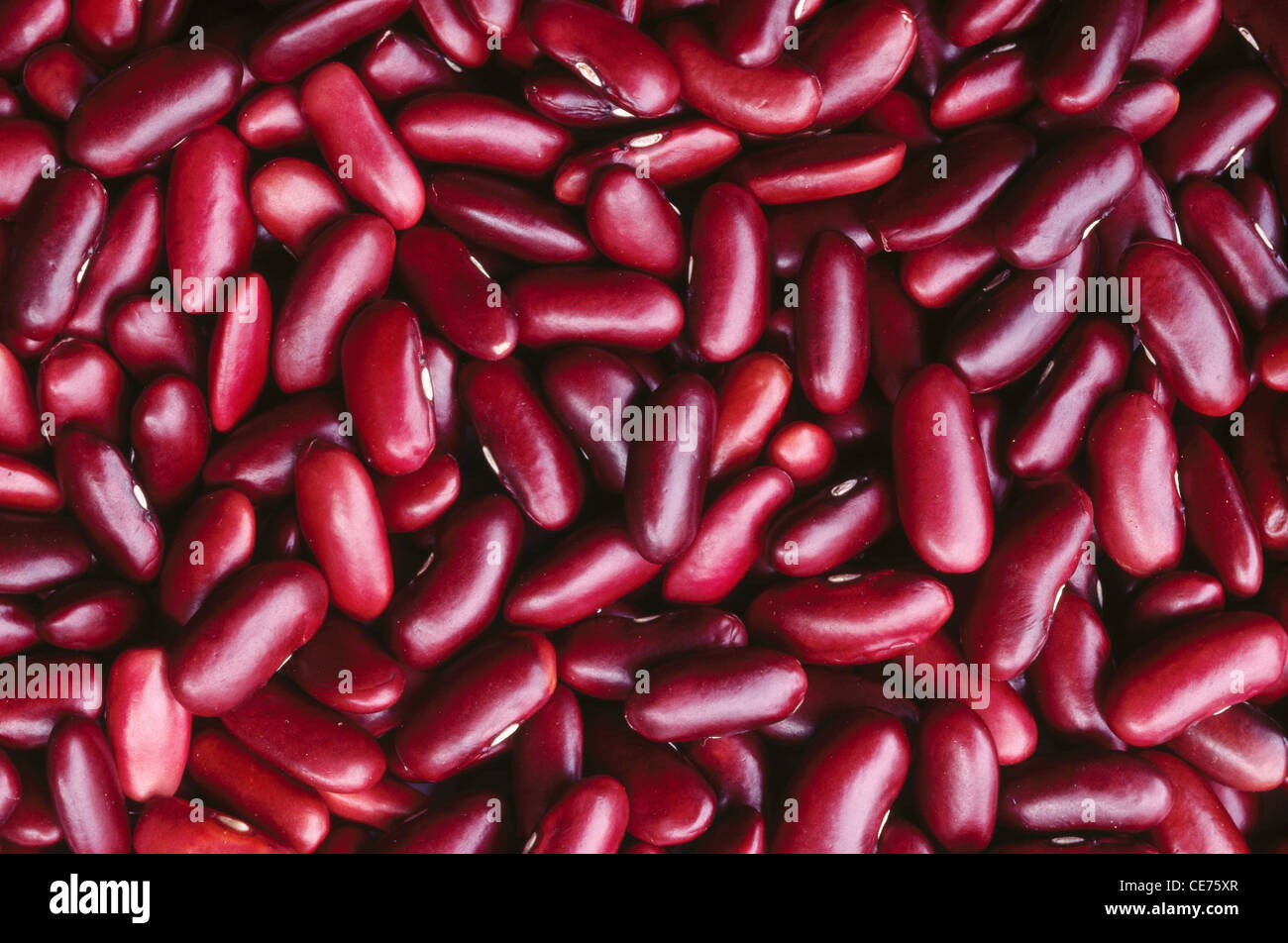 Rote Bohnen Rajma Stockfoto