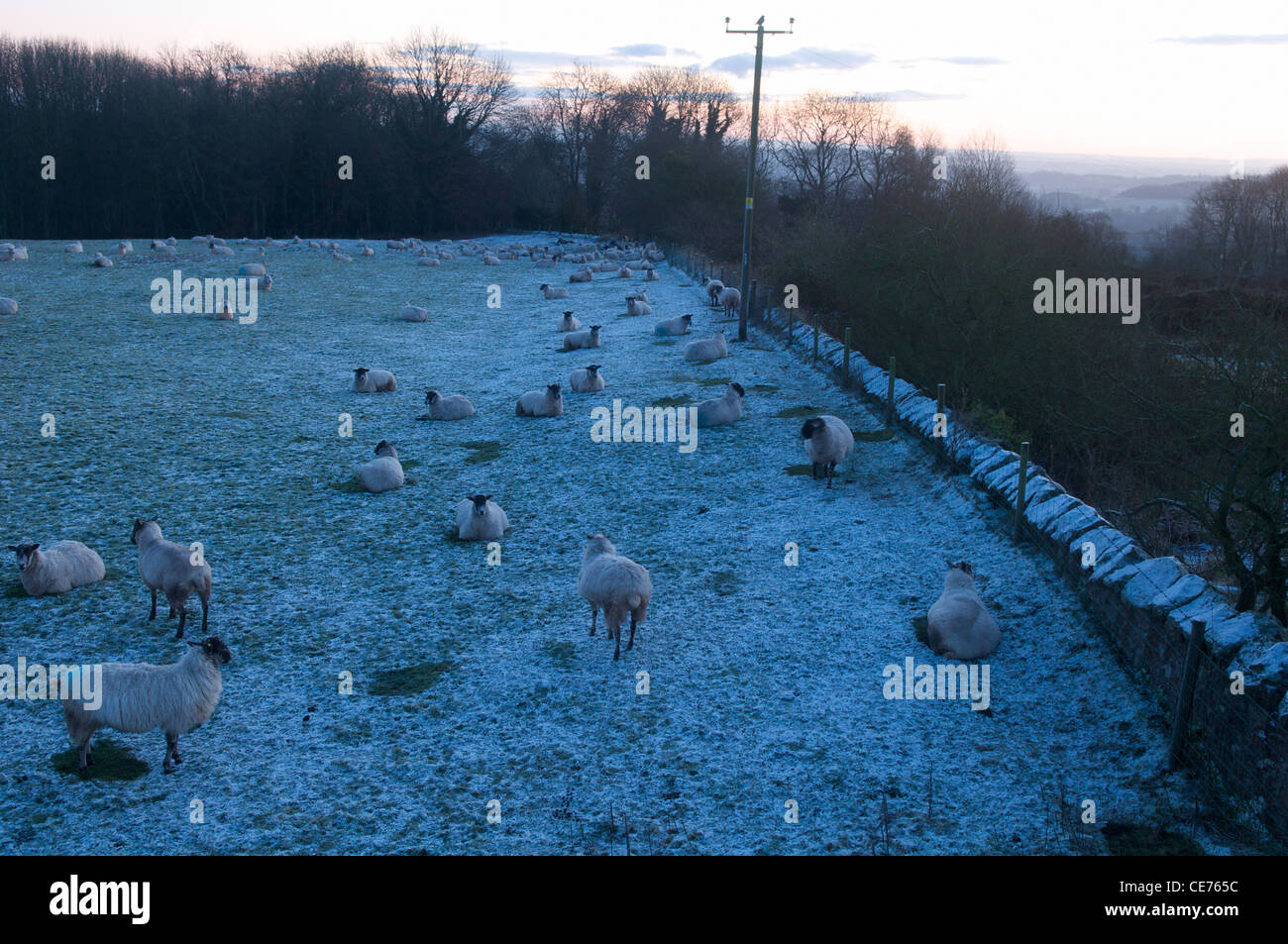 eine kalte Nacht für Schafe Stockfoto