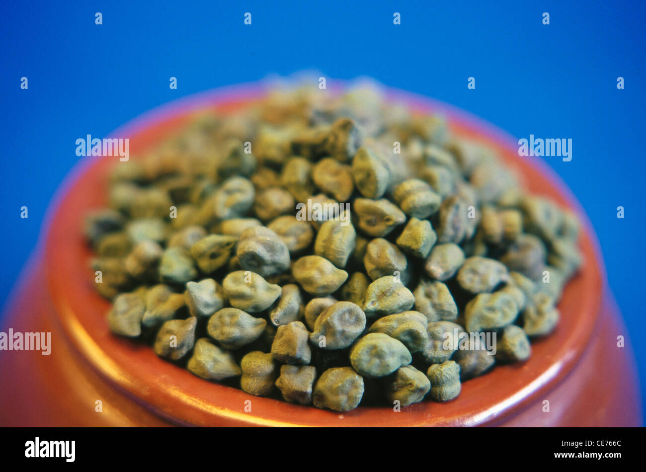 Grüne trockene Kichererbsen; Cicer arietinum in irdenen Topf auf blauem Hintergrund Stockfoto