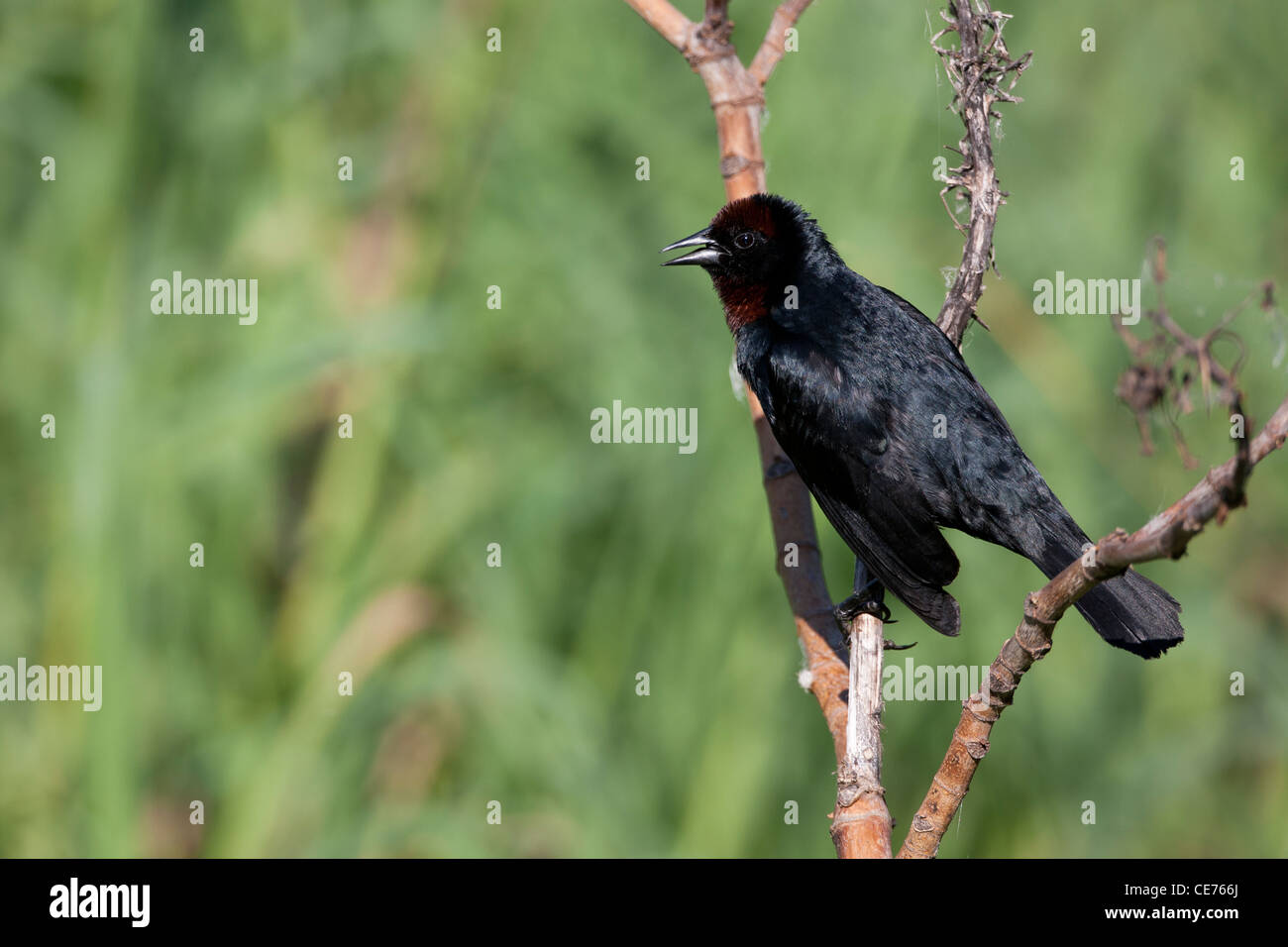 Kastanien-capped Blackbird (Chrysomus Ruficapillus Ruficapillus) männlich in der Buenos Aires ökologische Reserve Stockfoto