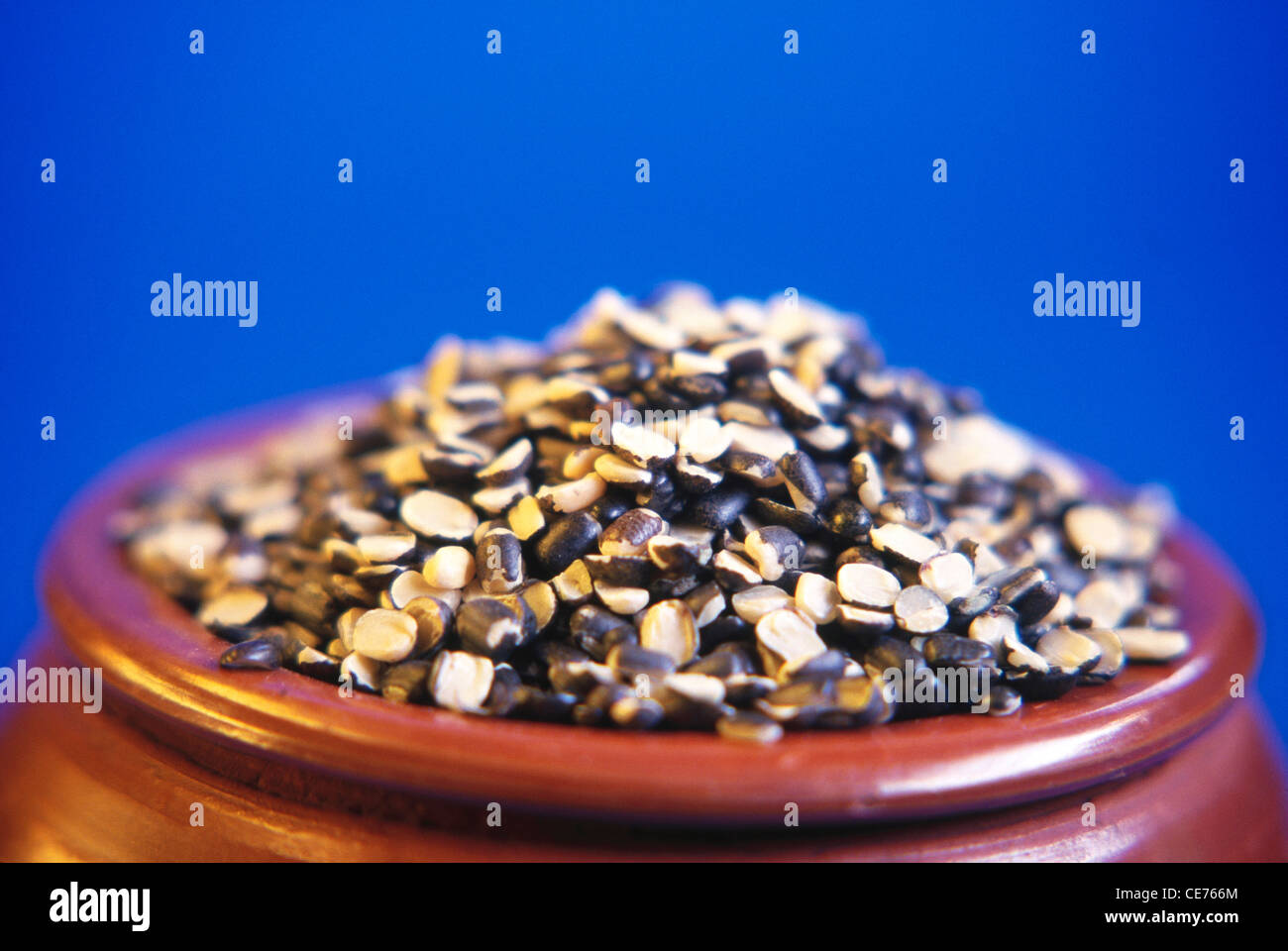 Split Black Linsen ; Lens Culinaris in Erdtopf auf blauem Hintergrund Stockfoto