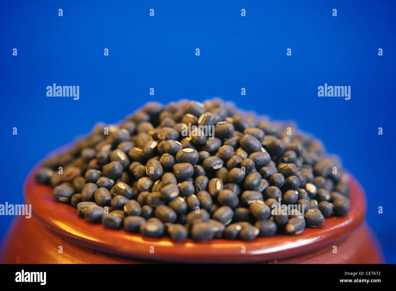 Ganze schwarze Linsen ; Urad dal ; schwarzes Gramm ; Lens culinaris in irdenem Topf auf blauem Hintergrund Stockfoto