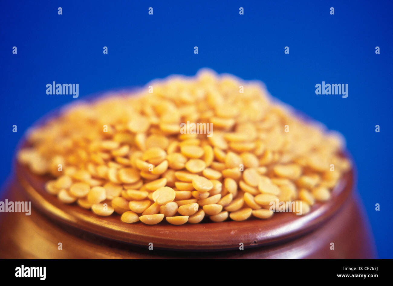 Split Gelbe Linsen ; Lens Culinaris in Erdtopf auf blauem Hintergrund Stockfoto