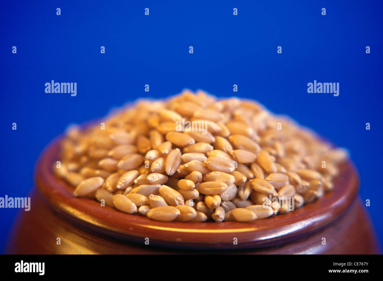 Weizenkerne in irdenen Topf auf blauem Hintergrund Stockfoto