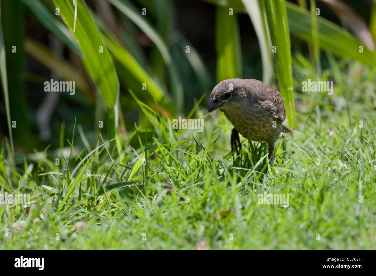 Glänzende Kuhstärlinge (Molothrus Bonariensis Bonariensis) unreif in der Buenos Aires ökologische Reserve in Buenos Aires, Argentinien. Stockfoto