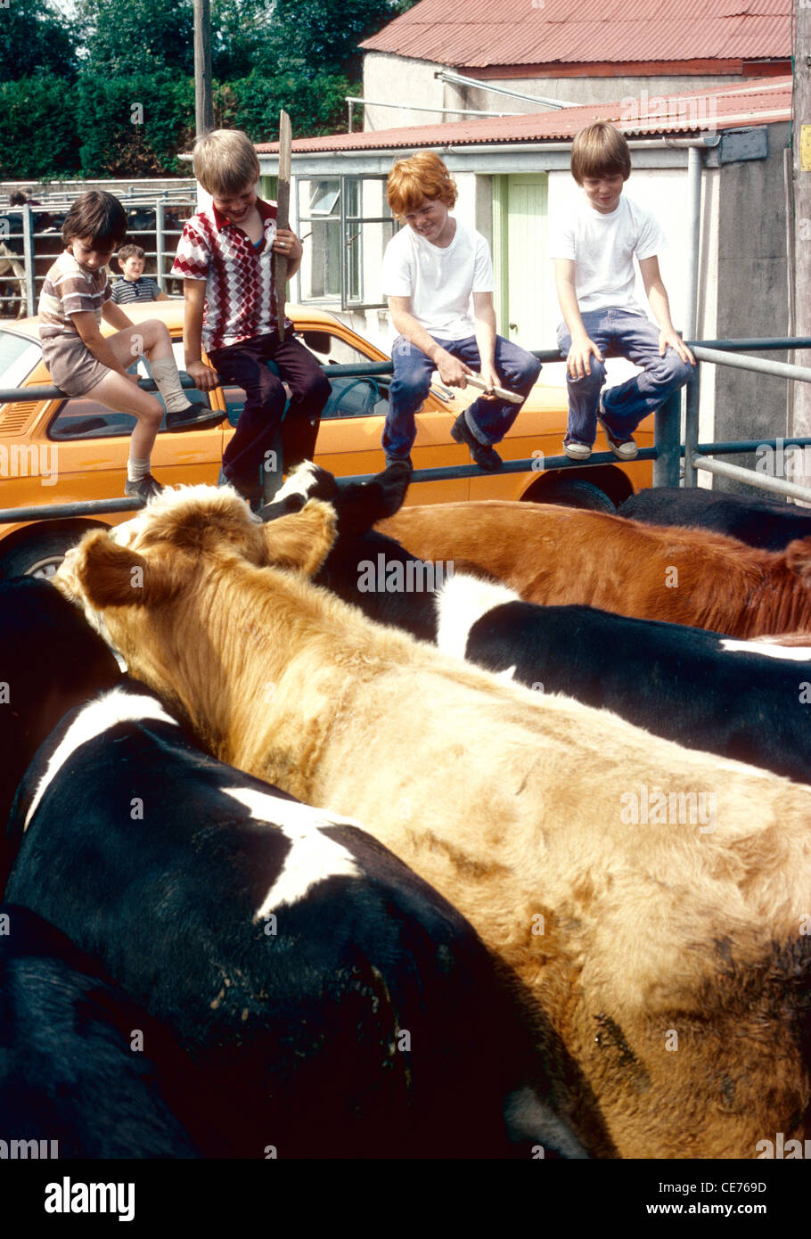 Vier junge Burschen mit Rindern im Mart in Aughrim Co Wicklow Irland Stockfoto