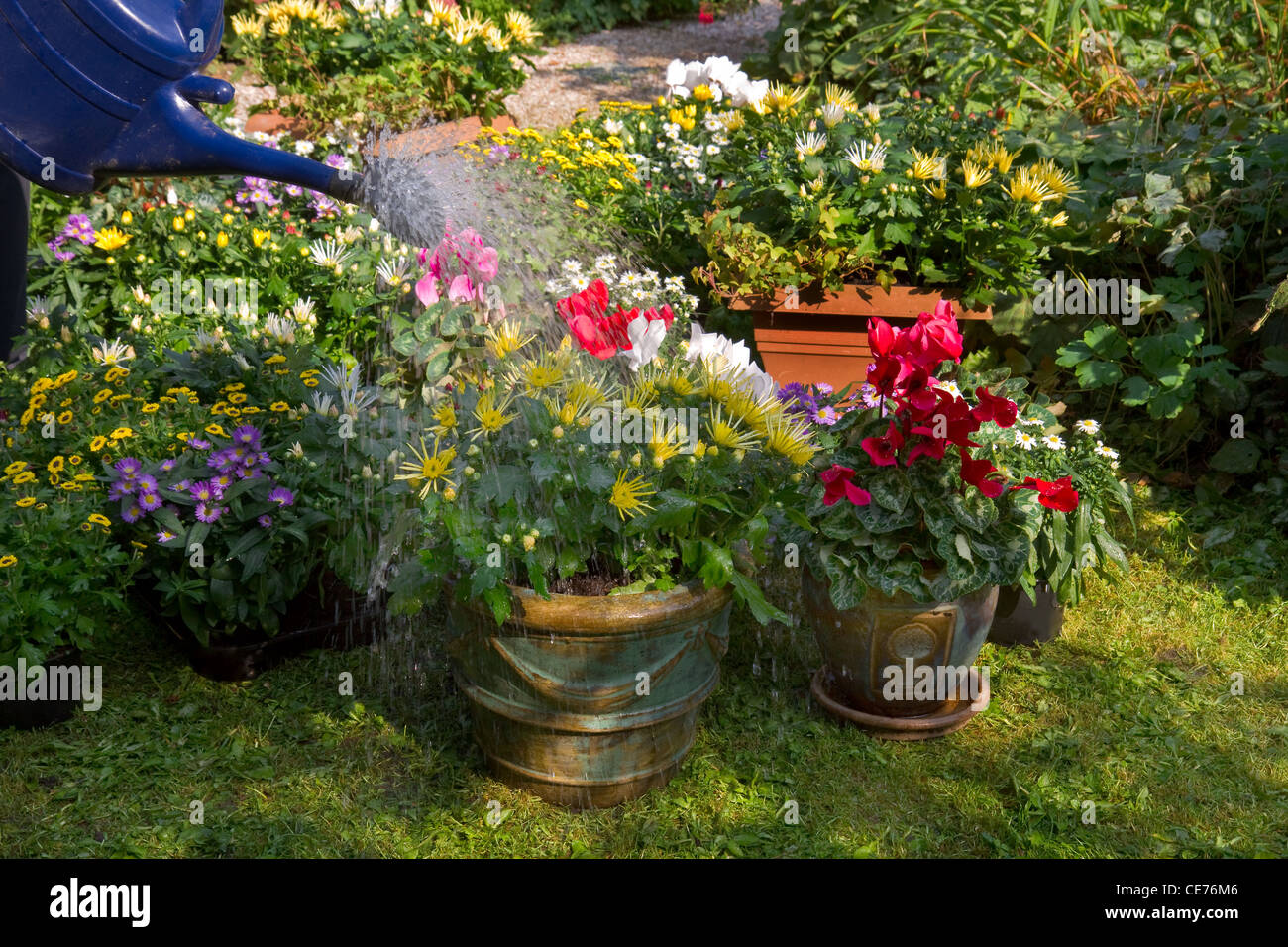 Gartenbewässerung mit Herbstblumen im September - Blumentöpfe mit neuen Werken Stockfoto