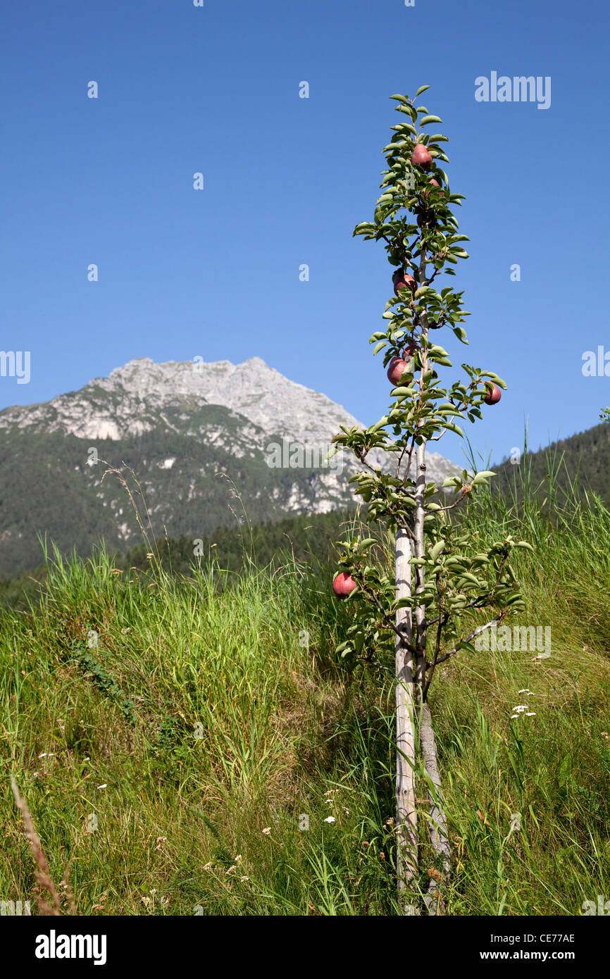 Apfelbaum im österreichischen Landschaft. Stockfoto