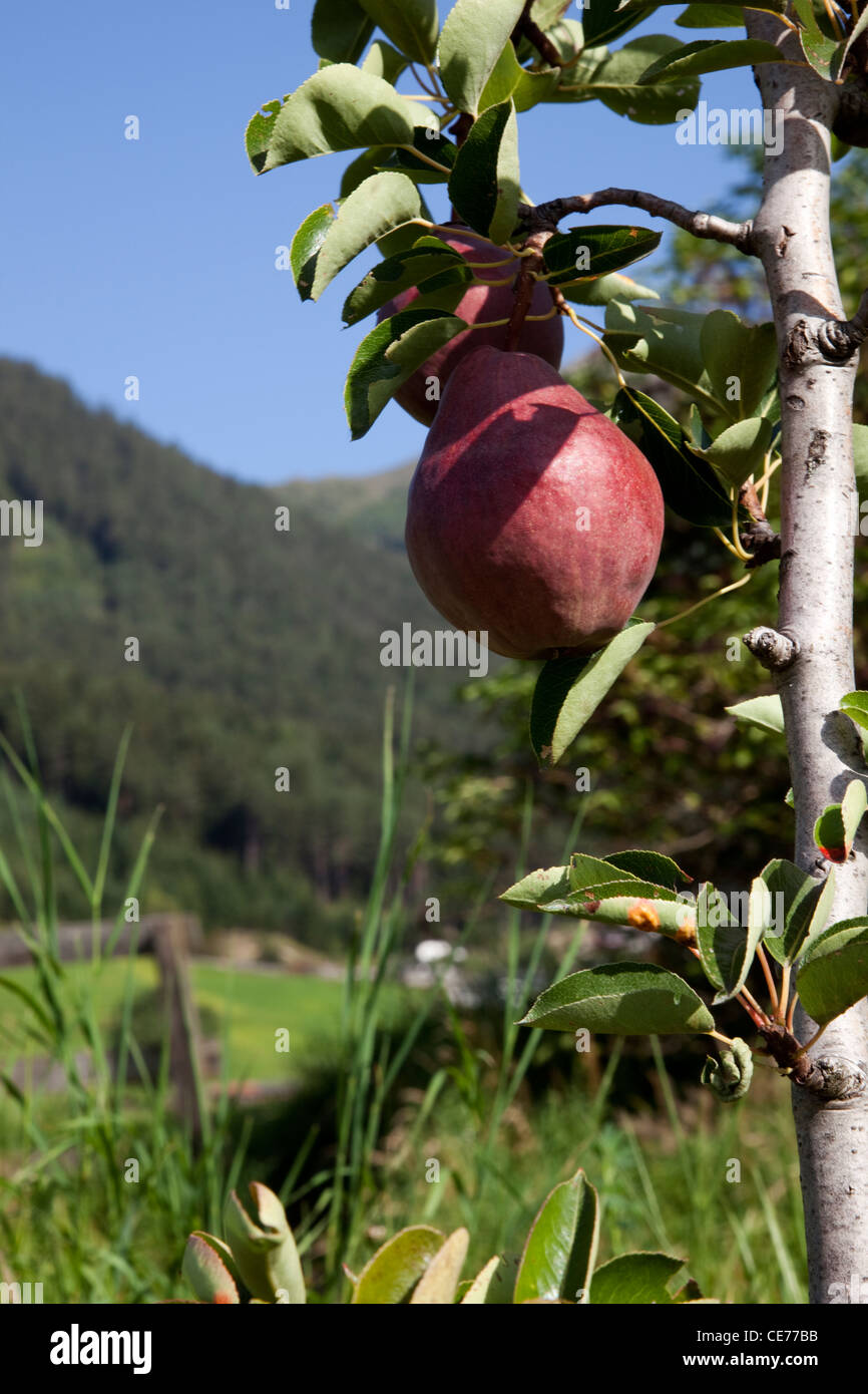 Apfelbaum im österreichischen Landschaft. Stockfoto