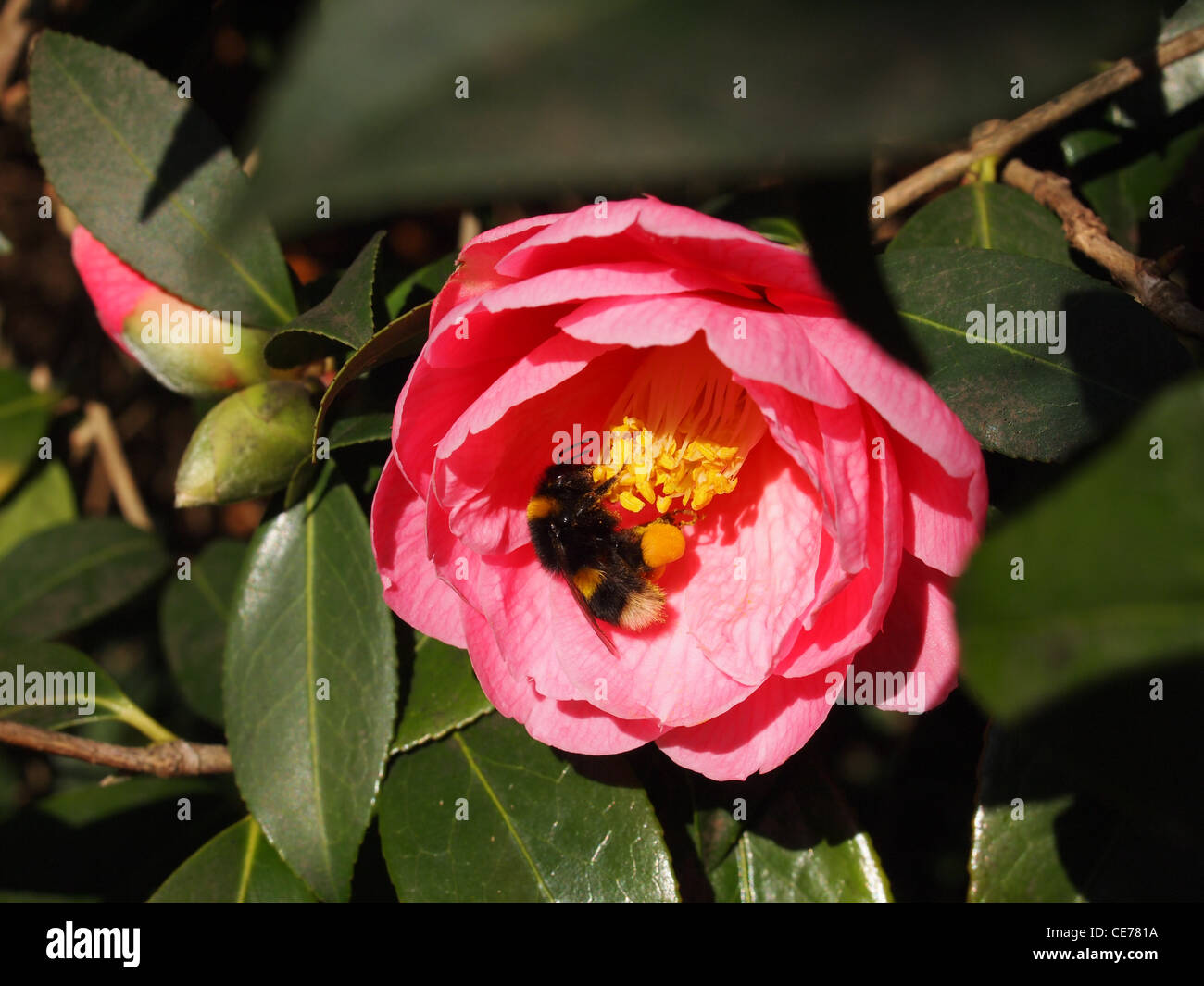 Hummel auf einer frühen Kamelien blühen, mit gelben Pollen beladen zeigt der Biene Blütenstaub Sacs und Staubblätter. Stockfoto