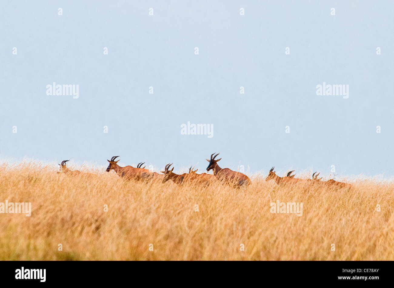 Herde von Topi auf der Ebene der Masai Mara, Kenia, Afrika Stockfoto