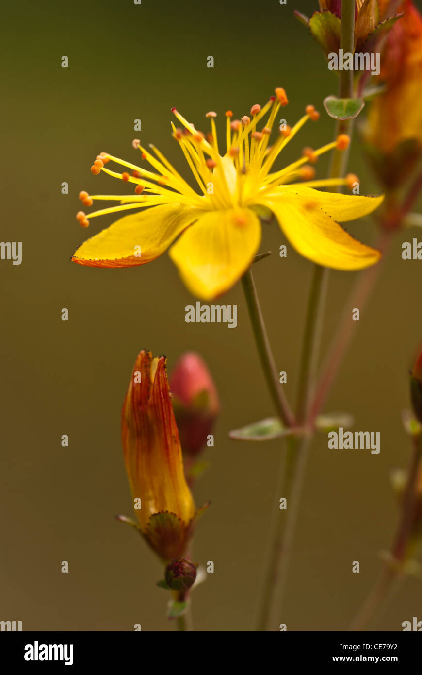 Pflanze, St Johns Wort, Hypericum Perforatum, Blumen. Stockfoto
