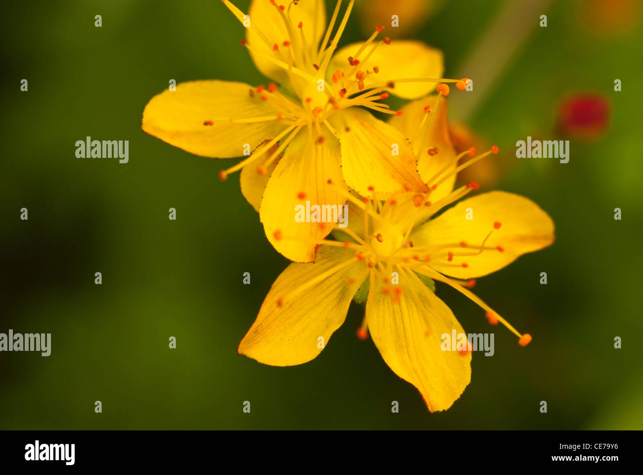 Pflanze, St Johns Wort, Hypericum Perforatum, Blumen. Stockfoto