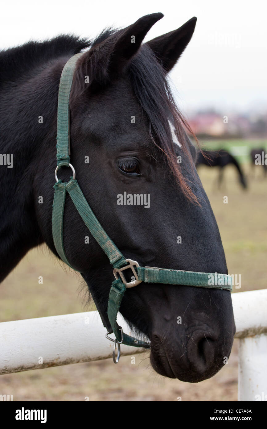 Schwarzer Schimmel Pferd stehend mit einem Zaun Stockfoto