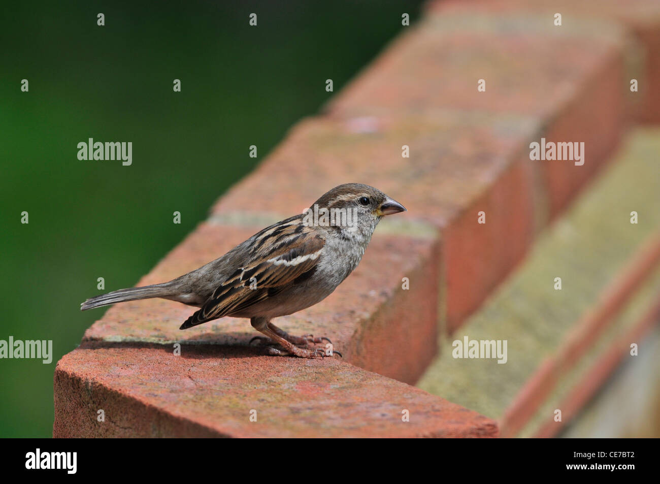 Haussperling (Passer Domesticus) - weiblich Stockfoto
