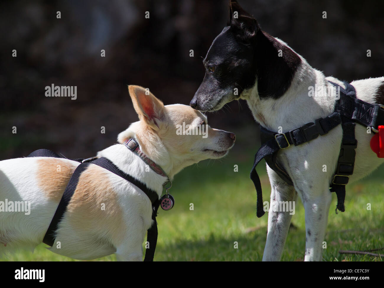 Zwei Hunde schnüffeln einander Stockfoto