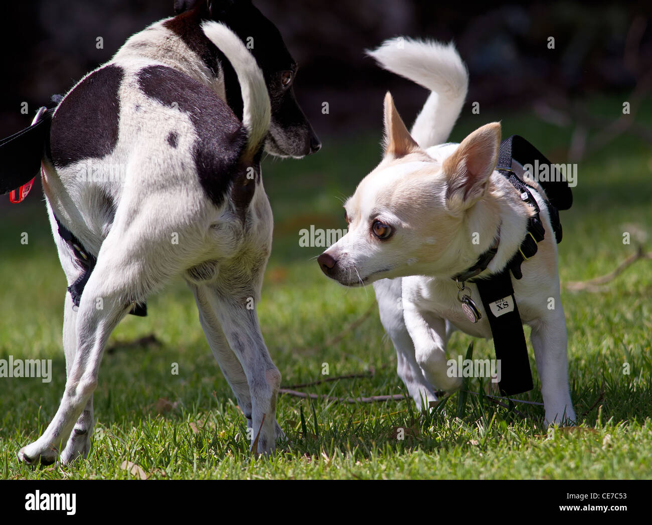 Zwei Hunde schnüffeln einander Stockfoto