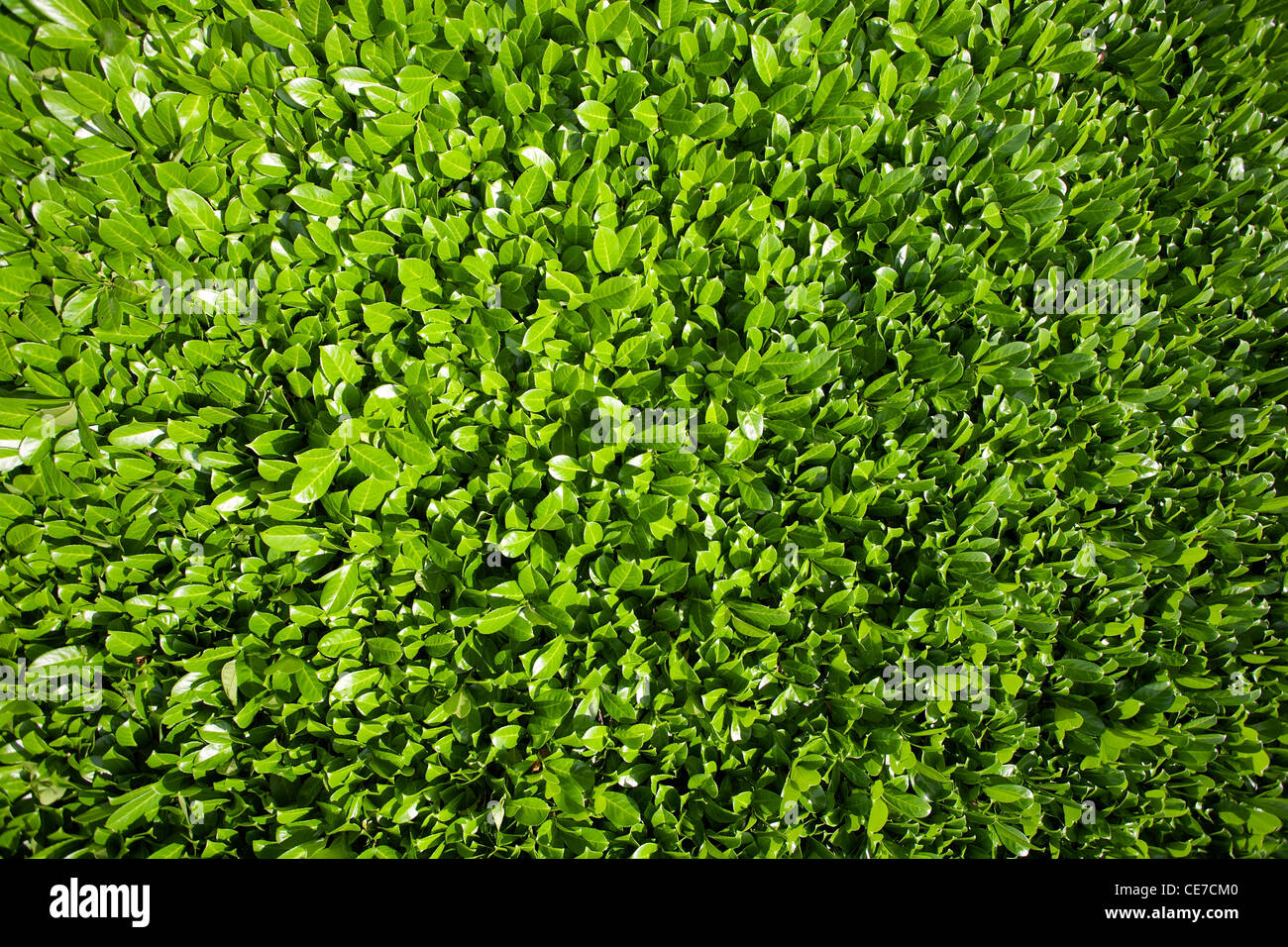Lorbeer Blätter, Hecke aus grünen Lorbeer Büsche Stockfoto