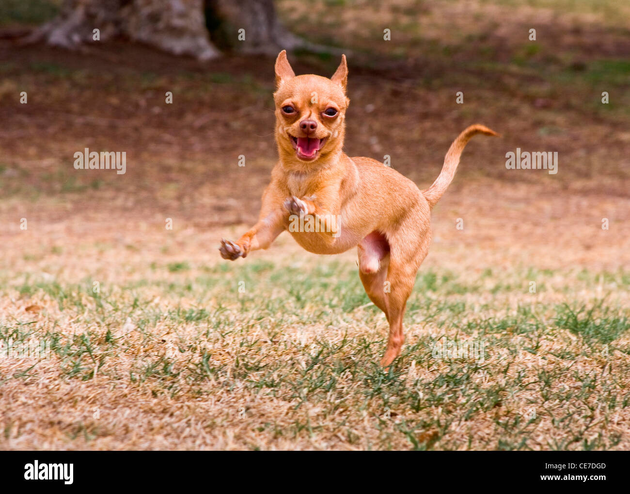 Ein Chihuahua läuft in Richtung des Betrachters Stockfoto
