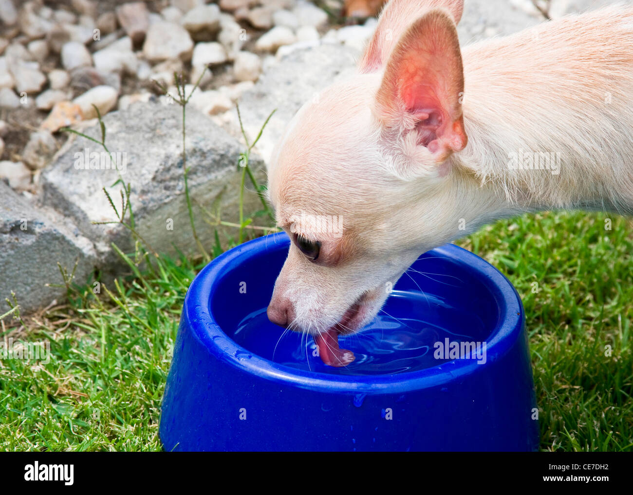 Ein Chihuahua Trinkwasser aus einer blauen Schüssel Stockfoto