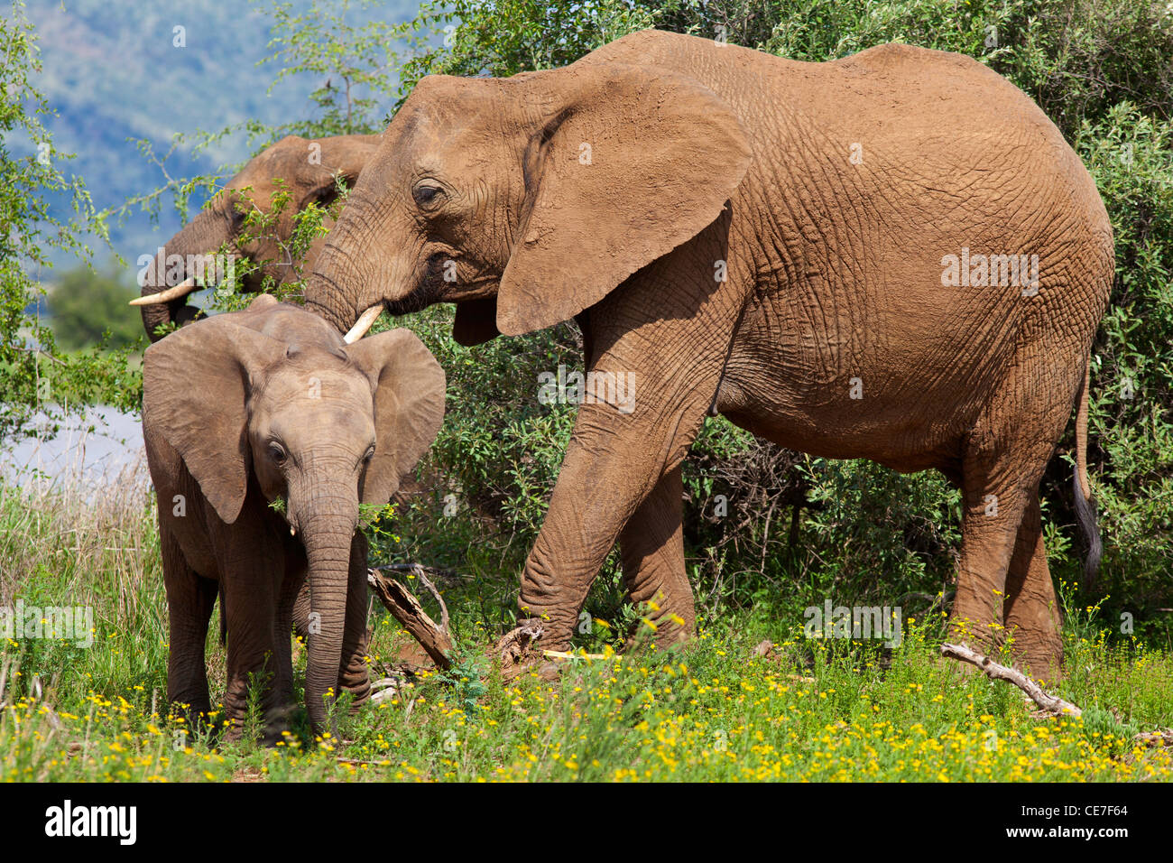 Elefanten füttern Gruppe Stockfoto