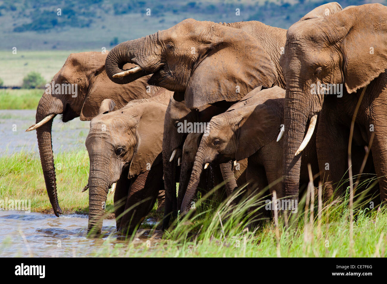 Elefantenherde trinken Stockfoto
