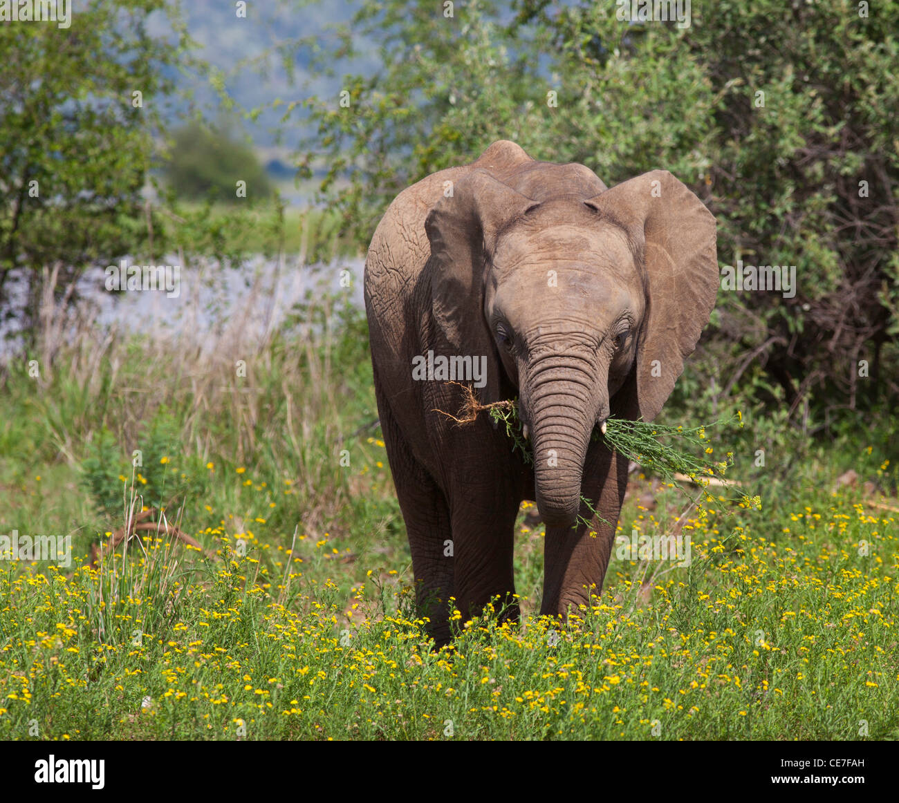 Elefant-junge füttern Stockfoto