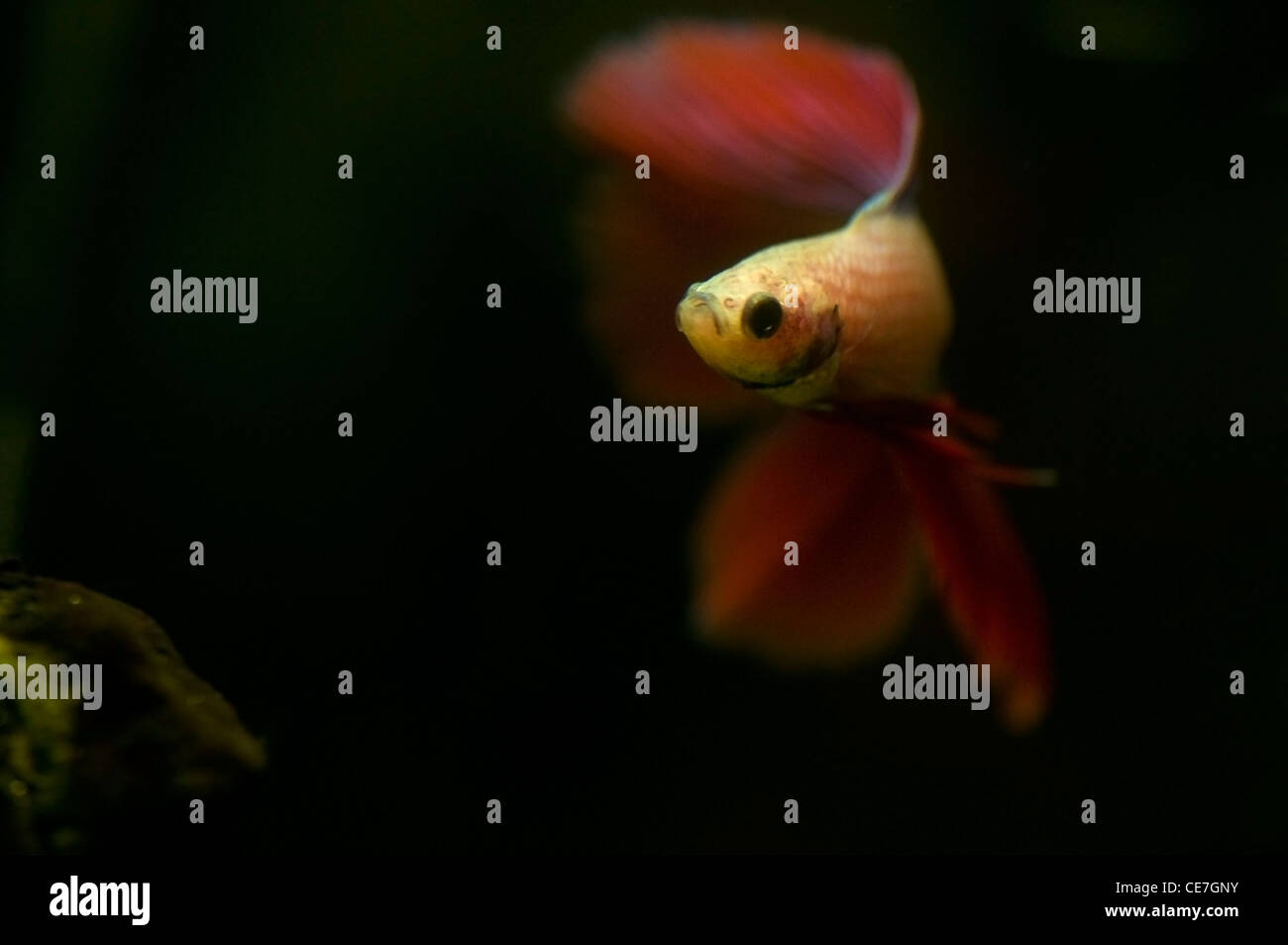 Betta splendens Stockfoto