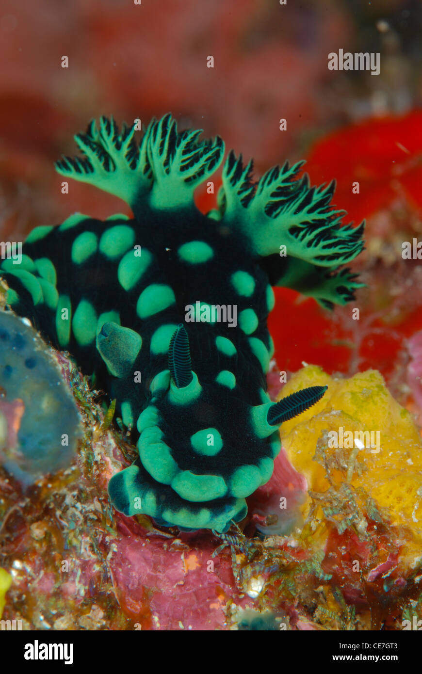 Ein Nembrota Cristata Nacktschnecken gehen für seine Nahrung am Lekuan 2, Bunakne Island, Nord Sulawesi, Indonesien Stockfoto