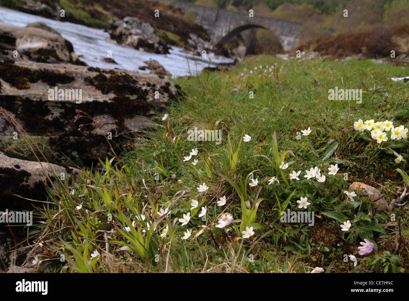 Wilde Blumen wachsen an den Ufern des Flusses Oykel, Sutherland, Schottland Stockfoto