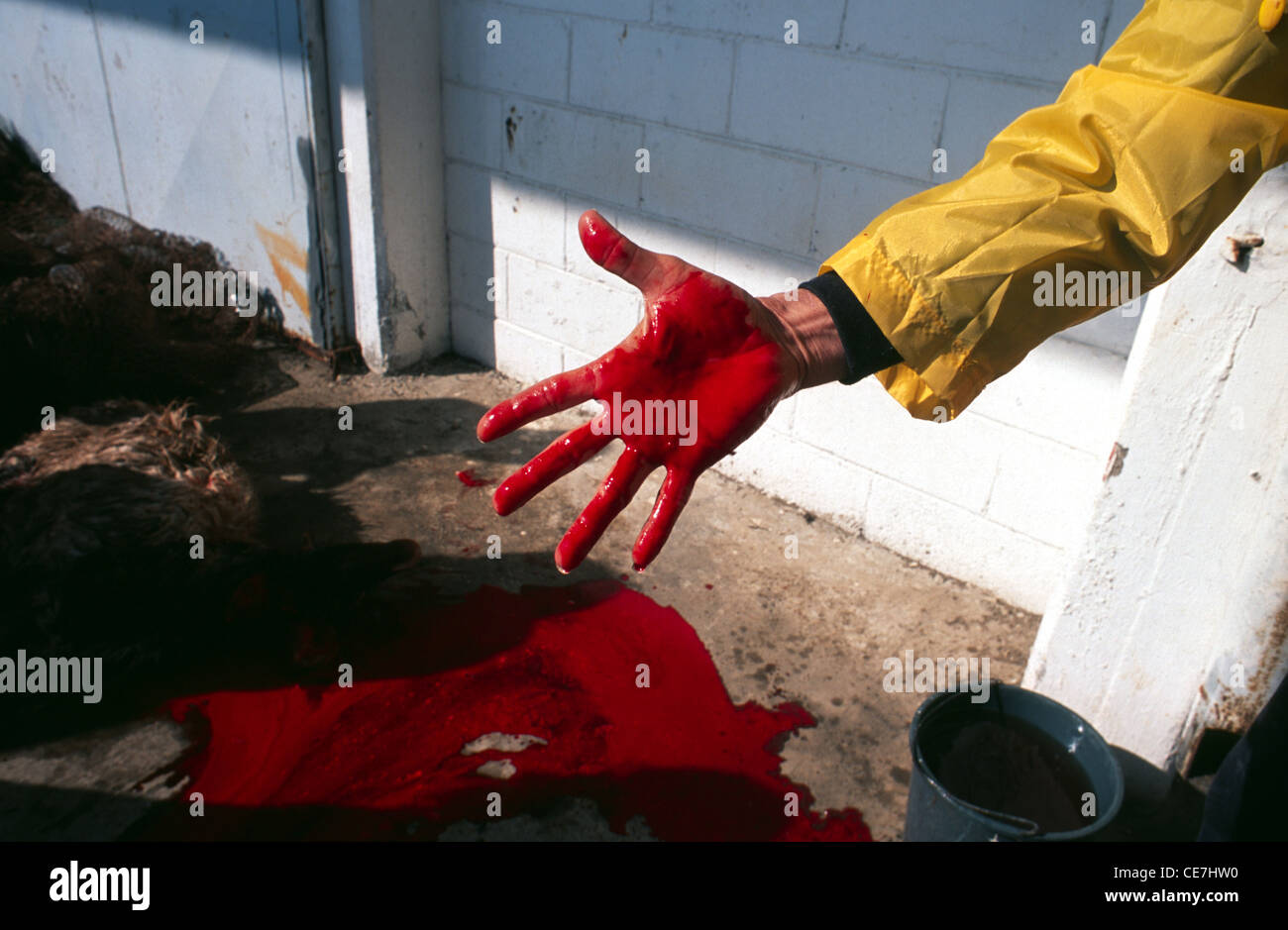 Ein Palästinenser zeigt sich mit Blut bedeckt an der Hand, nachdem er am ersten Tag des muslimischen Eid al-Adha-Urlaubs, auch Eid Qurban oder Bakra-Eid genannt, ein Schaf geschlachtet hat. Israel. Eid al-Adha (Festival of the Opferice), fällt auf den zehnten Tag von Zulhijjah, dem letzten Monat des muslimischen Jahres, und wird mit dem Schlachten von Schafen, Ziegen, Kühen und Kamelen gefeiert, um der Bereitschaft des biblischen Abrahams zu gedenken, seinen Sohn für Gott zu opfern Stockfoto